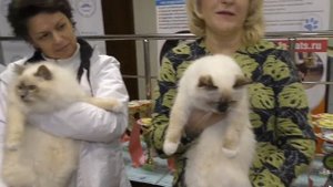 Сколько стоит Священная бирма в разных системах.