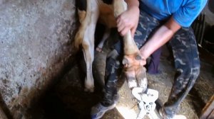 Обрезка копыт в селе.Трудности фиксации. Trimming hooves in the village. fixation difficulties.