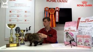 РОСКОШНЫЕ КОШКИ: ПРЕЗЕНТАЦИЯ ПОРОДЫ. ЭКЗОТИЧЕСКАЯ КОРОТКОШЕРСТНАЯ