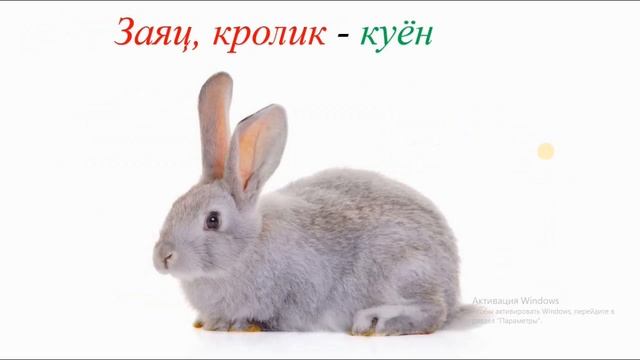 RUS TILIDA UY VA YOVVOYI HAYVONLAR || RUS TILI biz bilan oson! смотреть онлайн