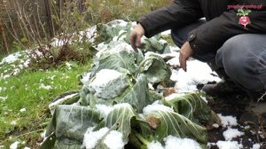 Хранение капусты на зиму #urozhainye_gryadki