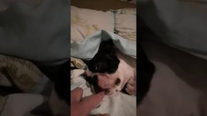 Бостон терьер видит сон/a boston terrier is having a dream