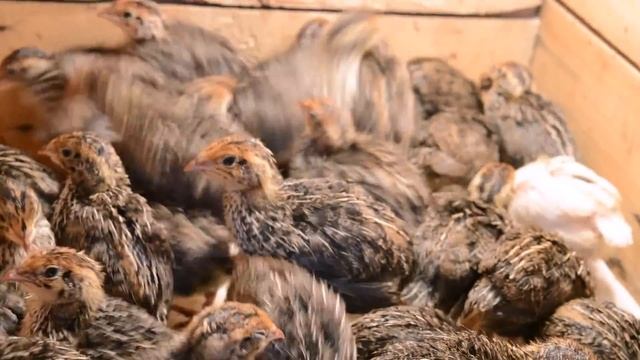 Содержание перепелов породы Эстонцы смотреть онлайн