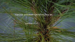 JOPPI - sosna Jeffreya (Pinus jeffreyi 'Joppi') - sosna z długimi igłami