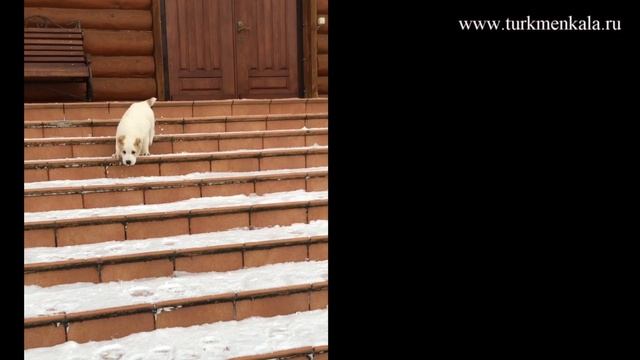 Щенок алабая: впервые в незнакомом месте. Тест на уверенность поведения. смотреть онлайн