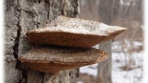 Красивые и странные Грибы Приморья