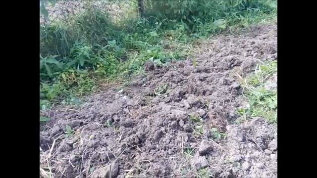 Влог #5. Наш участок, огород, грядки, клубника, малина. смотреть онлайн