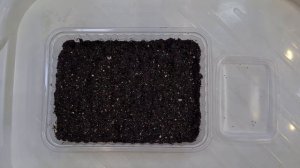 Колеус выращивание из семян. Колеус от посева до всходов.