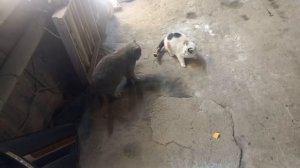 МИТСУБИШИ Паджеро IV :  ВСЕ РЖАВЕЕТ,ВЕЗДЕ.... КРАСИМ