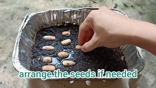 How to grow Rambutan from seeds | Rambutan seedlings смотреть онлайн