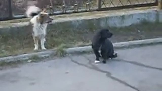 Мачо и Батон (Собачьи разборки) смотреть онлайн