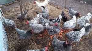 Вот такой салат для #куриц ?  Пушкинские #куры + #Чешский доминант д 107