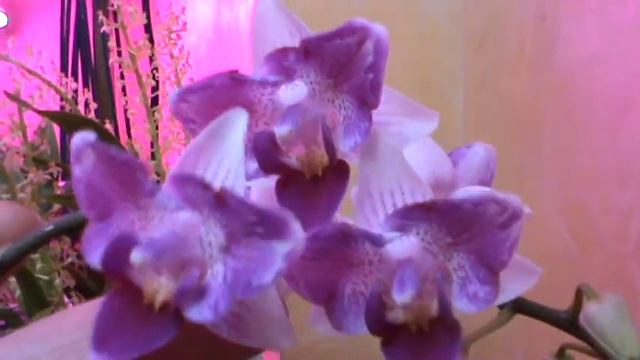 На заметку! Мошки в горшках. смотреть онлайн