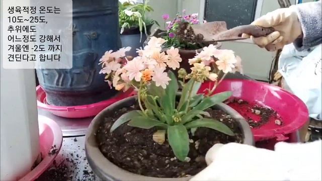 레위시아 키우기에 관한 모든 것 All about Lewisia Cotyledon(subtitles) смотреть онлайн