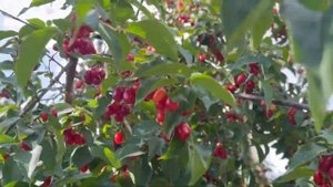 ЖИВУ в ДЕРЕВНЕ БЕЛАРУСЬ. КИЗИЛ УРОЖАЙ 2023. САЖЕНЦЫ КИЗИЛА в БЕЛАРУСИ собственные корни (отводки)