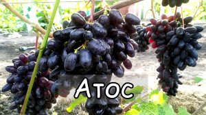 Виноград Атос. Ультра ранняя гибридная форма. Grapes Athos, Ultra Early Form..mp4