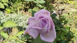 Роза "Индиголетта" (Rose Indigoletta)