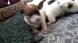 Джек Рассел терьер. Щенки, вторая неделя жизни. Открыли глаза