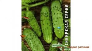 Огурец обыкновенный Серпантин (serpantin) ? Серпантин обзор: как сажать, семена огурца Серпантин