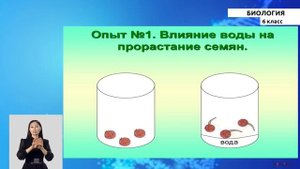 6 класс - РУ - Биология - №8 - Рост и развитие семян