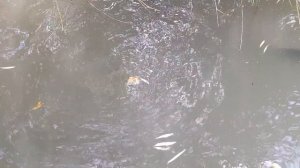 Кормим Карпов Едят с Аппетитом?Рыбалка в Дагестане?