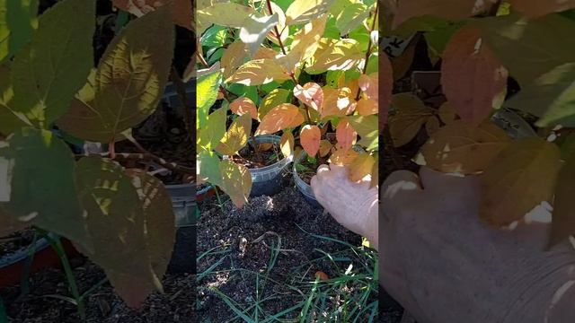 саженцы гортензии метельчатой Геркулес
