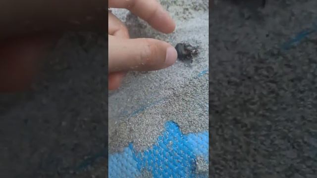 Рак-отшельник бегает по суше смотреть онлайн