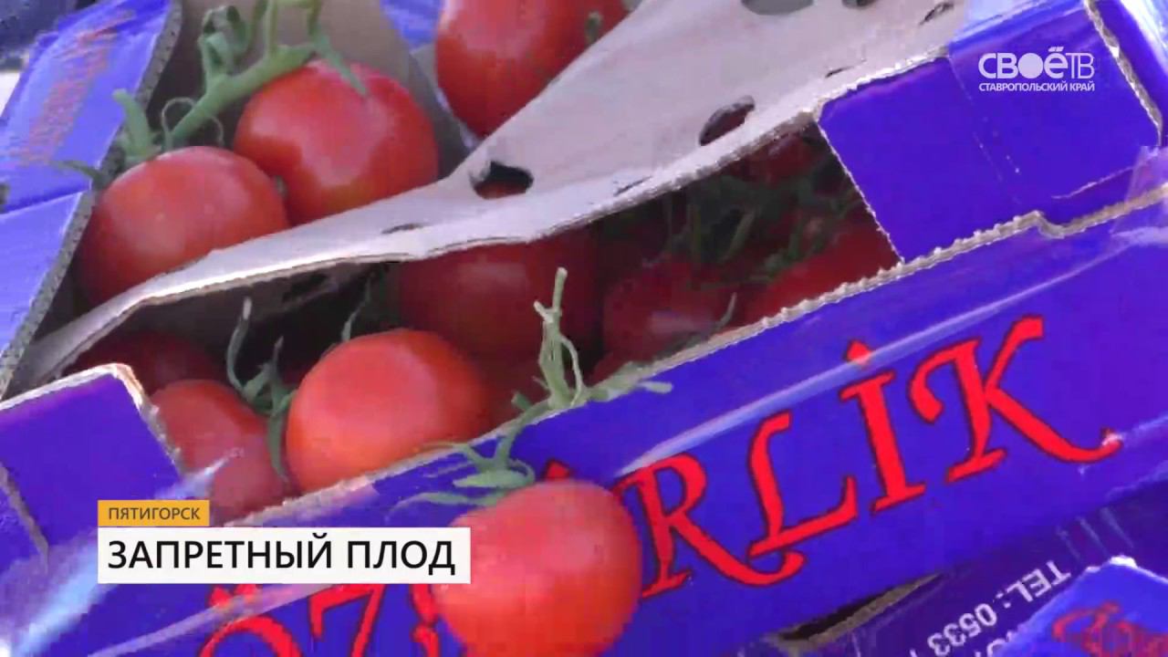 Тимати запретный плод. Нет в любви плодов запретных. Книга вкус запретного плода. Нет в любви плодов запретных. Запретный плод сладок цитаты.