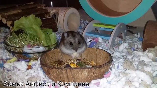 Милый карликовый хомячок Карапуз/ Cute Hamster