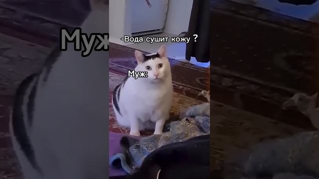 #юмор #косметика #кошка