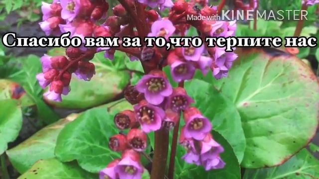 Благодарность учителю!.. смотреть онлайн