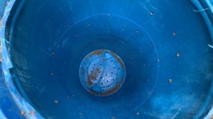 Выкопали яму под бочку 220 литров для уличного туалета