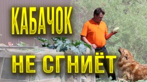 Чтобы кабачок не сгнил выращивайте его вот так