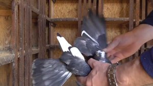 Голуби Донецка. Линия крымаков Димы!