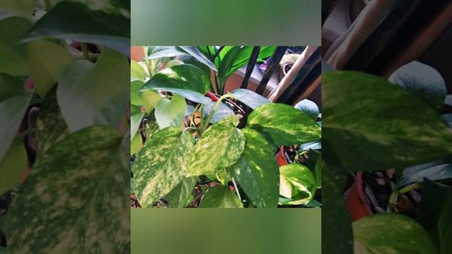 Неприхотливые комнатные растения. 31 марта 2021 г. смотреть онлайн