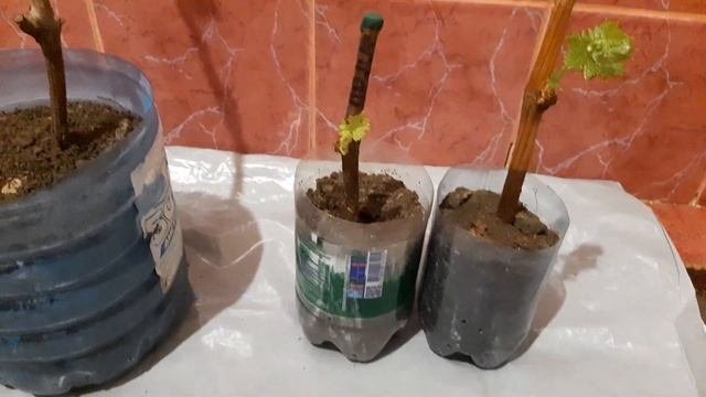 Самый лучший виноград.Урожай на следующий год после посадки.
