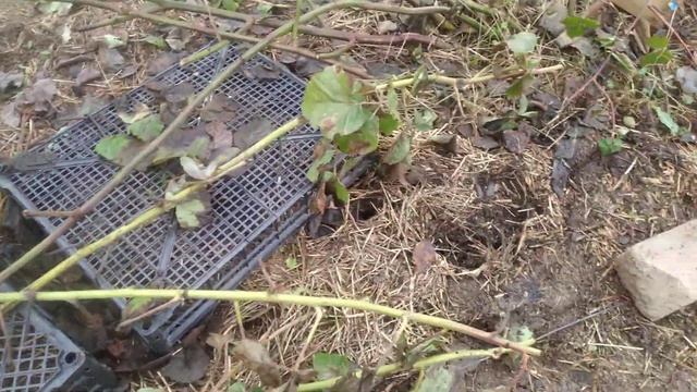 ежевика.результат зимовки сорта Лохтей,Вошито,Вон, Холлс Бьюти, Коламбия стар,Ивановская обл смотреть онлайн