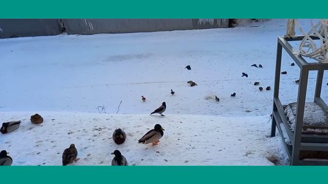 Круглогодичный птичий базар на Чёрной речке в Санкт-Петербурге смотреть онлайн