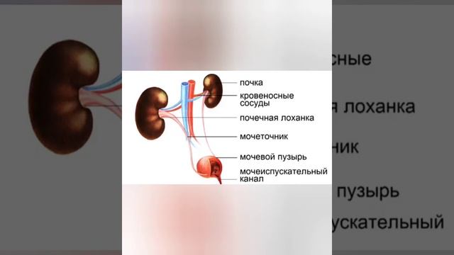 Строение мочевыделительной системы #1 строение почки, строение нефрона, виды гормонов