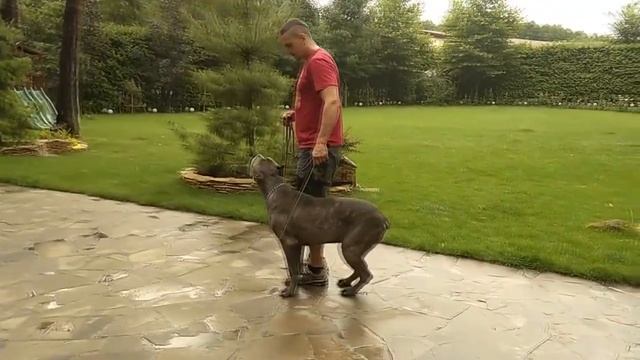 Переходный возраст у собаки / чем это грозит смотреть онлайн