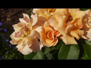 Цветы,цветы...Главное,корни не выкопали!