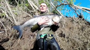 Подводная охота на толстолобика. Волга 2018