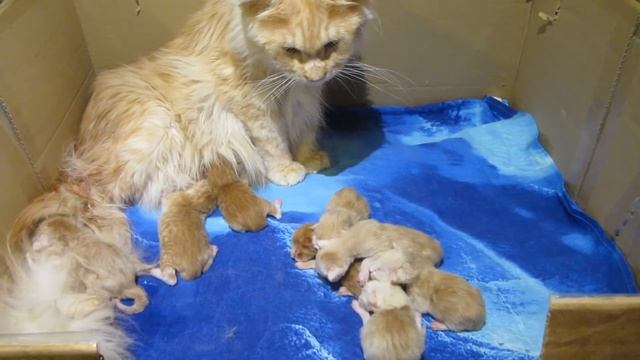 Newborn Maine Coons.Новорождённые мейн-куны. смотреть онлайн
