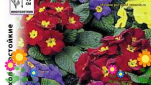 Примула обыкновенная Арктика. Краткий обзор, описание характеристик primula acaulis