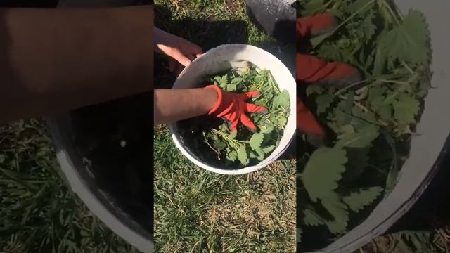 БРОДИЛКА из КРАПИВЫ. Лучшее органическое удобрение смотреть онлайн