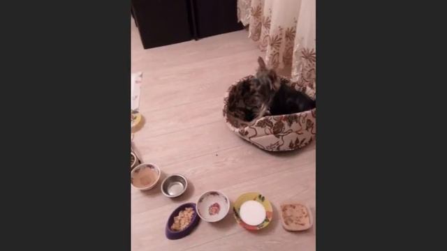 Скрытая камера.Шведский стол.Следим за собакой.Йорки смотреть онлайн