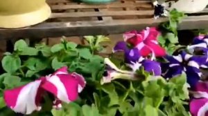 How to grow and care Petunia Plant.