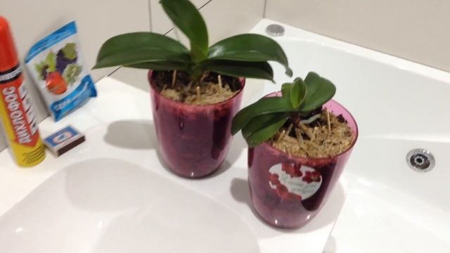 как избавиться от почвенных мошек быстро и просто смотреть онлайн