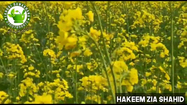 Rewand asara K Fawaid Aur istemal ||ریوند عصارہ کے فوائد اور استعمال смотреть онлайн