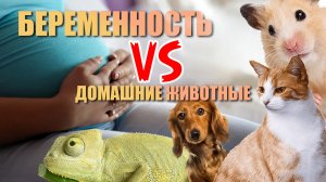 Беременность и домашние животные: мифы и факты